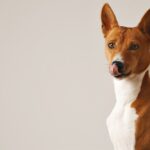Jaka jest najlepsza karma dla psa z chorą wątrobą? (ranking)