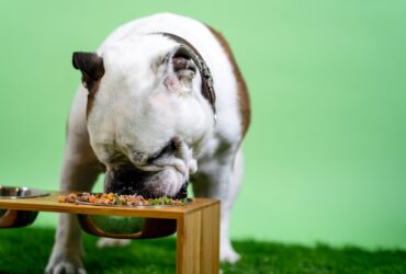 Jaka jest najlepsza mokra karma dla psa? (ranking)
