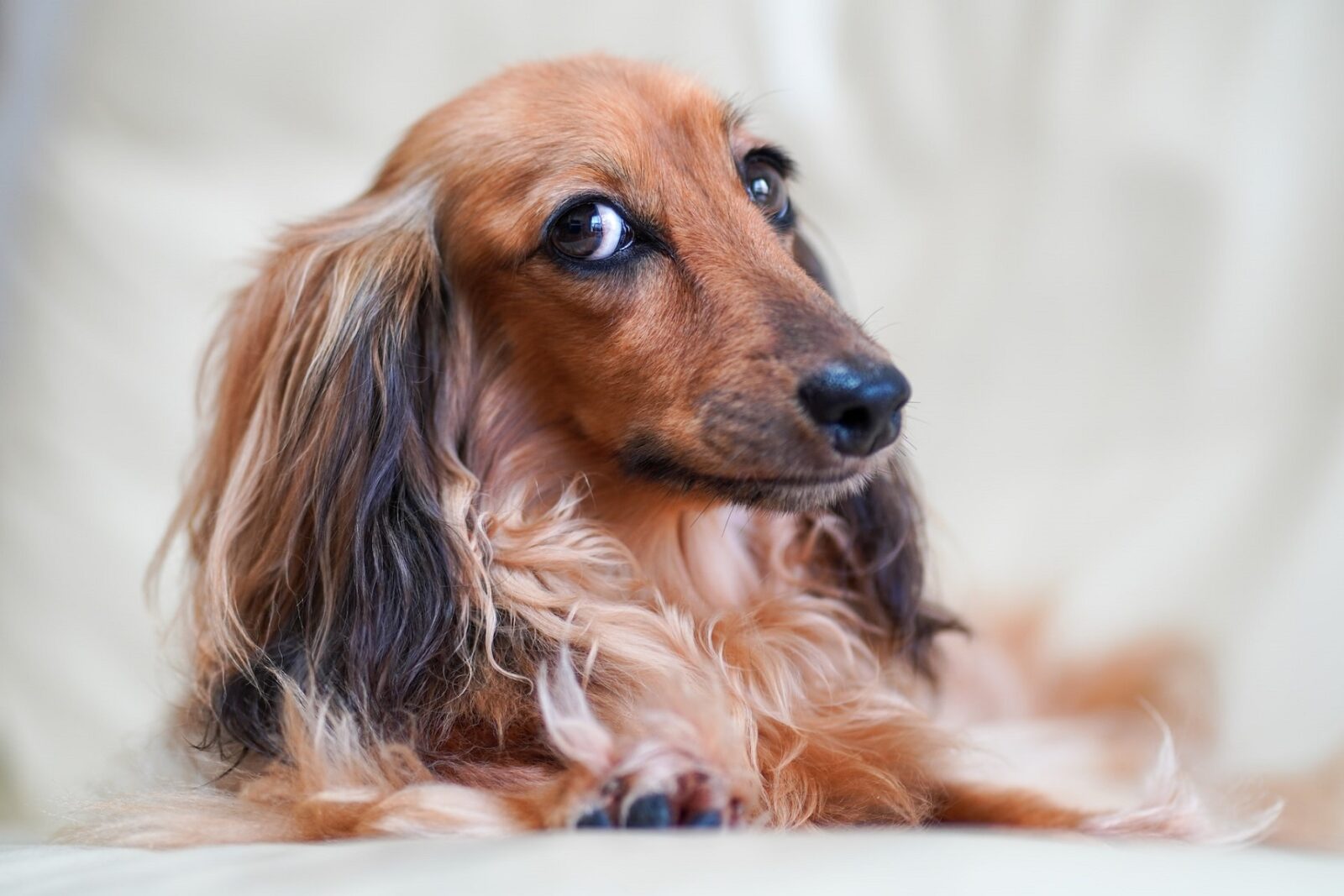 Nadczynność tarczycy u psa - objawy, leczenie