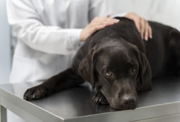 Nicienie u psa - rodzaje, objawy, przyczyny, leczenie