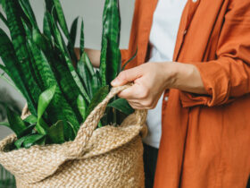 Najlepsze rośliny doniczkowe do zacienionych wnętrz