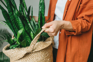 Najlepsze rośliny doniczkowe do zacienionych wnętrz