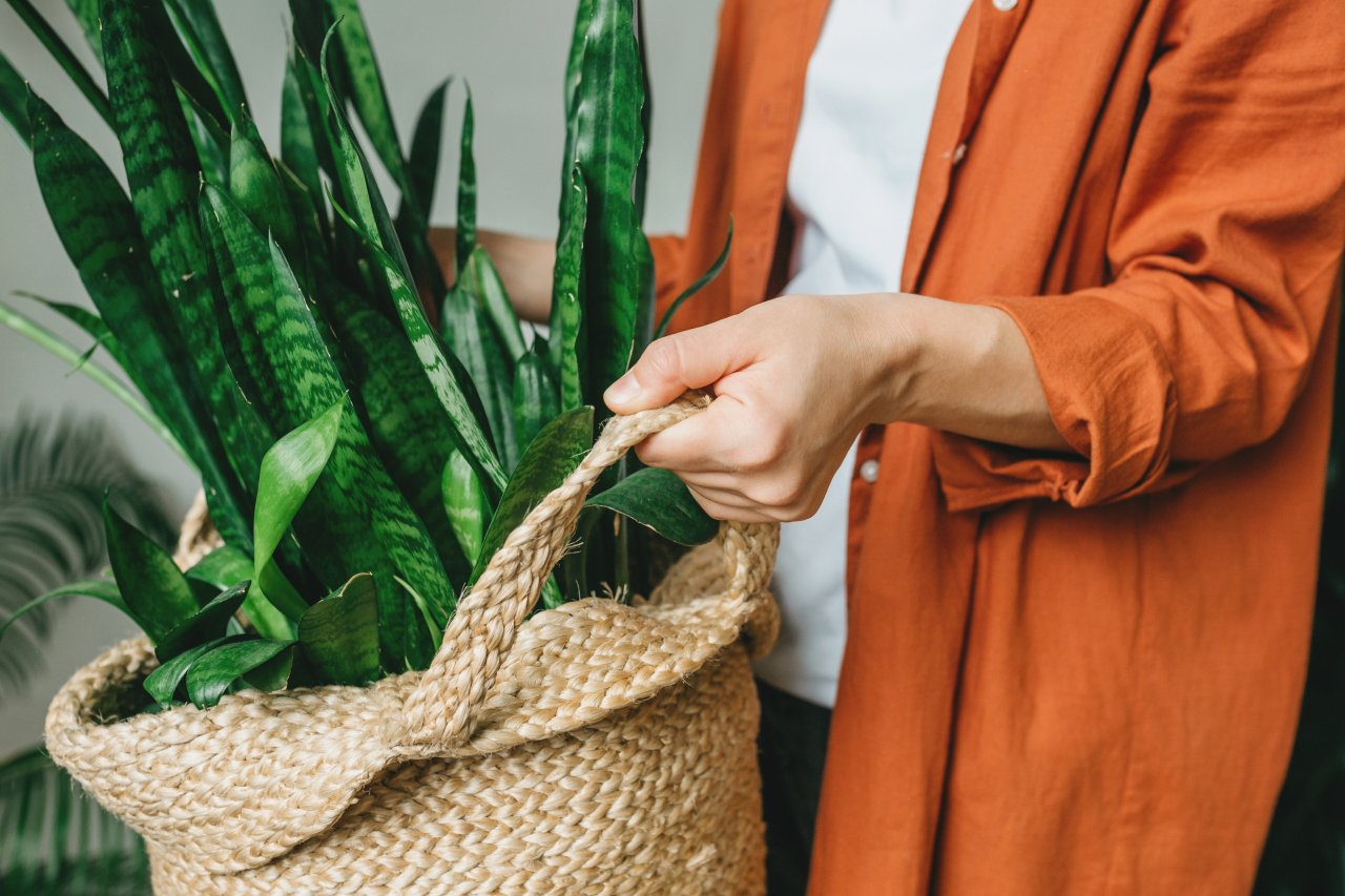 Najlepsze rośliny doniczkowe do zacienionych wnętrz